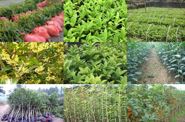 桂花树种植技术1673138908364
