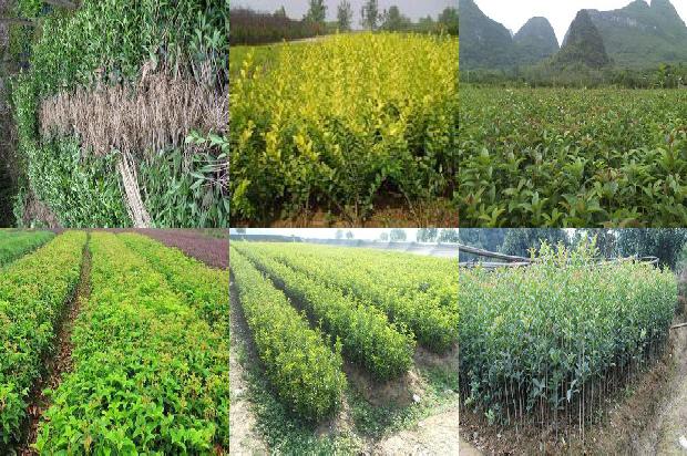 桂花树种植土壤要求1673138946505