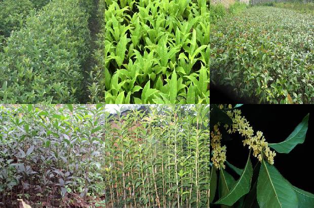 桂花泡茶可以去火吗1689467811685