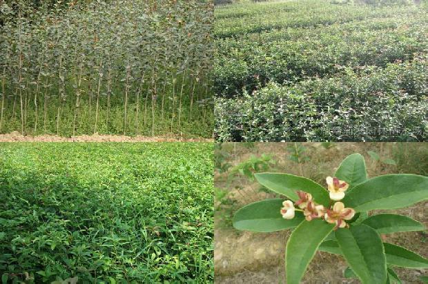 怎样种植桂花树1673223676805