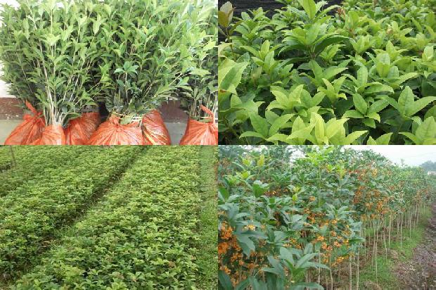 北方种植桂花树1673224713331