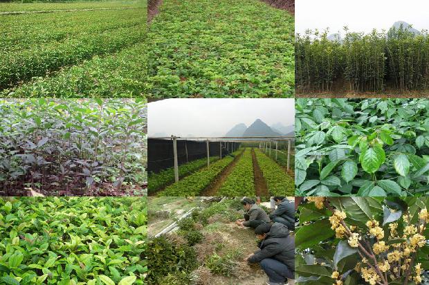 桂花乌龙茶泡脚1689467169174