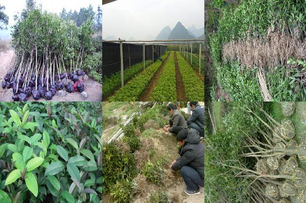 桂花树什么时候拆枝最好呢1688604434411
