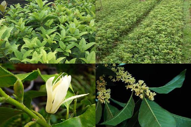 有硫桂花好还是无硫桂花好1689121541269