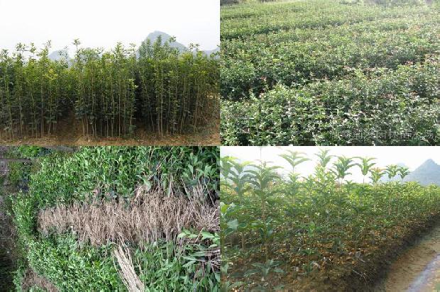 桂花树种植技术和施肥1673226388703