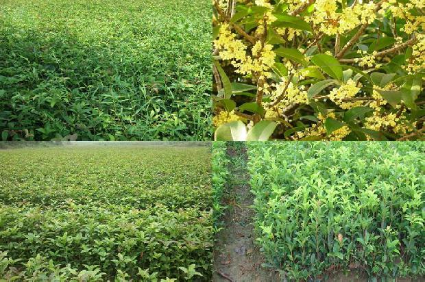桂花树种植技术和施肥1673226388709