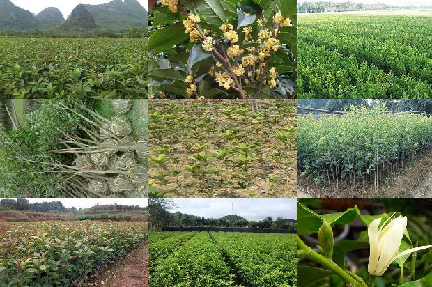 桂花树种植技术和施肥1673226388715