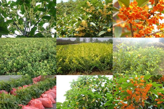 桂花树种植技术和施肥1673226388721