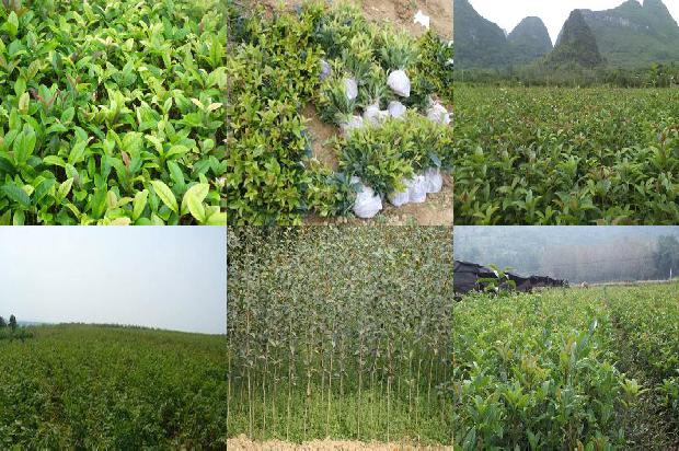 桂花树种植土壤1673226427665