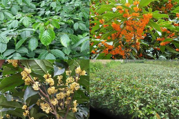 50公分桂花树价格行情1673310164588