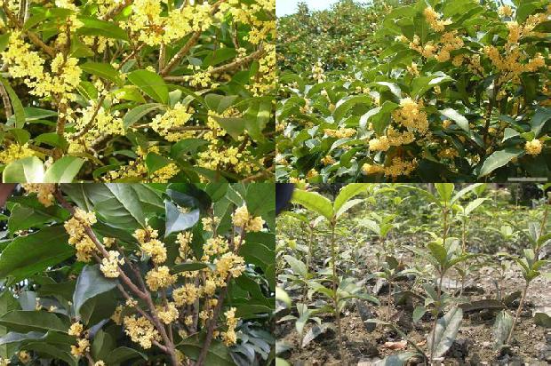 50公分桂花树价格行情1673310164594