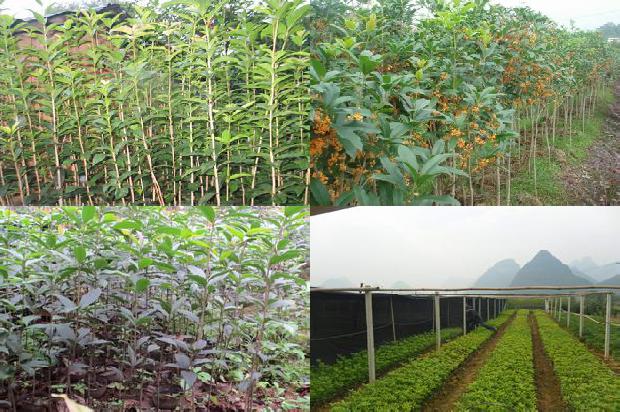 桂花树的相关资料1673310714824