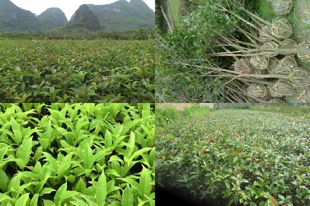 桂花树可以水培吗1673311513847