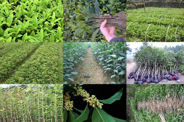 房前屋后栽桂花树好吗1673312275668
