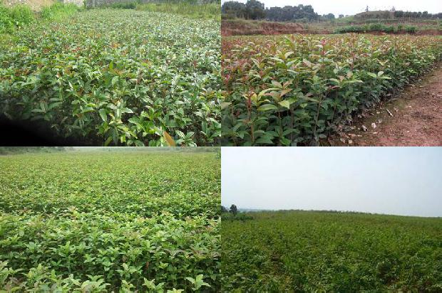 桂花树种植技术和施肥方法1690591431520