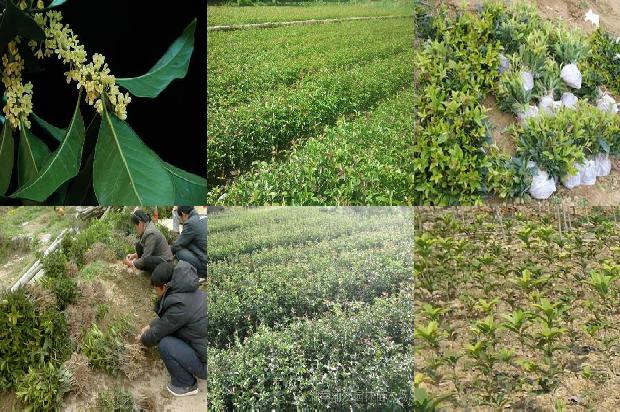 桂花树分枝点多高为好1673312454678