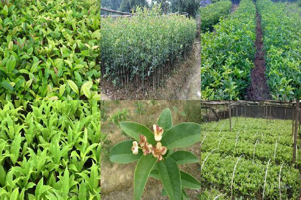 桂花树分枝点多高为好1673312454690