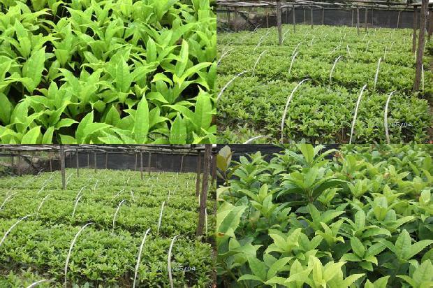 桂花树分枝点多高为好1673312454696