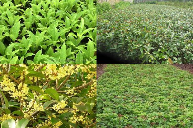 12公分的桂花树有多大1690677840275