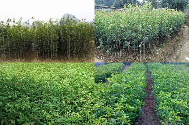 20年桂花树价格表