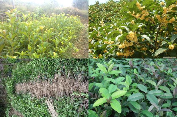 3公分的桂花树多少钱一棵1673398661541