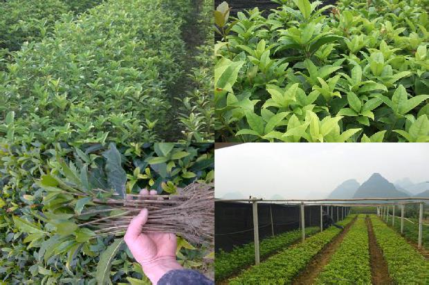 桂花树一般多少钱一棵1673398853724