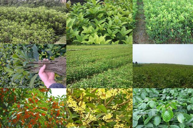红枣枸杞桂花茶的功效与作用1689313336651