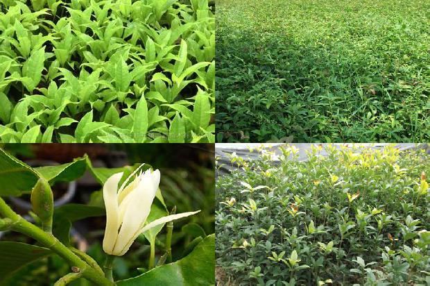 刚买回来的桂花树怎么栽1673482987475