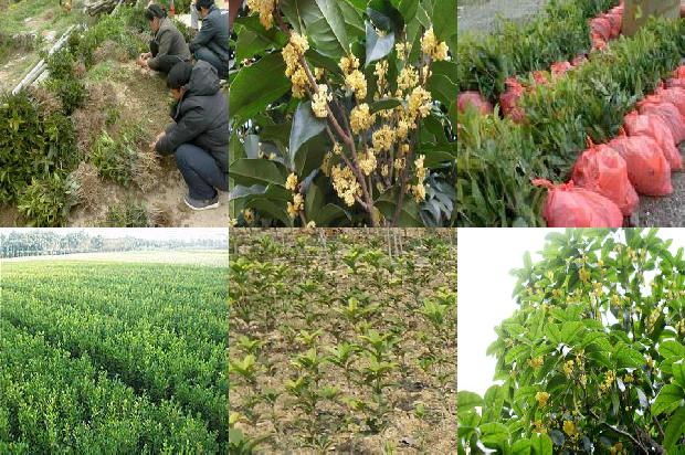 桂花树小苗20公分
