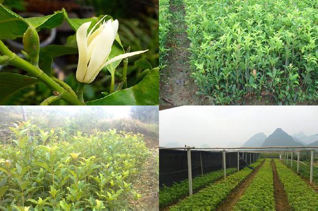 桂花树一年四季的变化1673483651930
