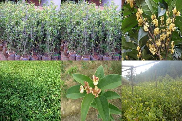 桂花树怎样才能长得茂盛1673484363390