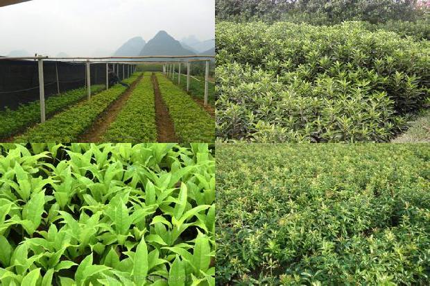 桂花树生红蜘蛛用什么药1673484419983