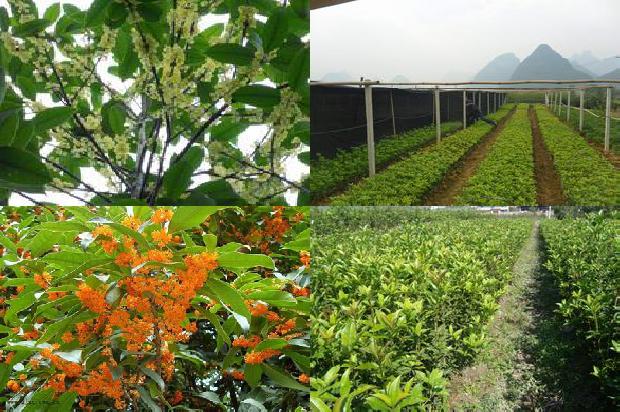 桂花树是怎样种植的1673484579260