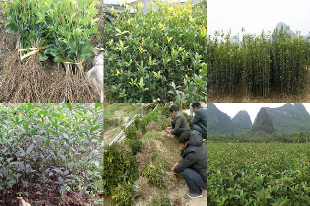 桂花树是怎样种植的1673484579266