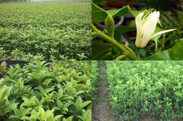 北方可以种桂花树吗