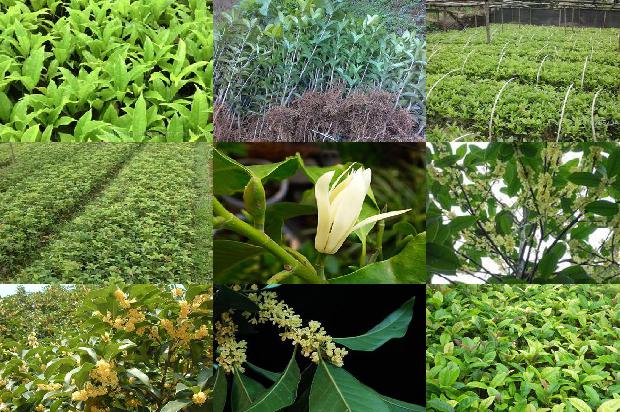 山桂花与桂花树的区别1688436214797