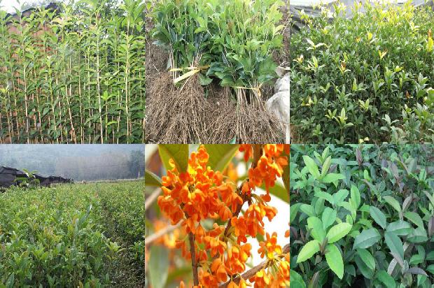 桂花树适合什么土壤