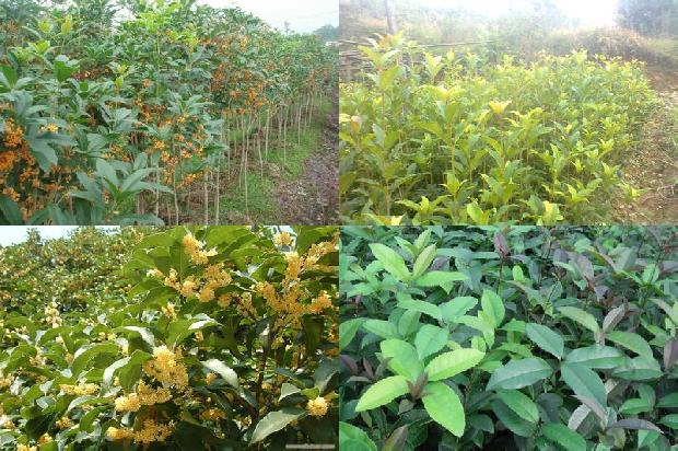 桂花树属于乔木还是灌木