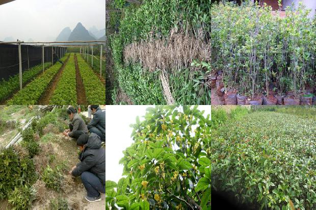 家门口适合种桂花树吗1673569083879