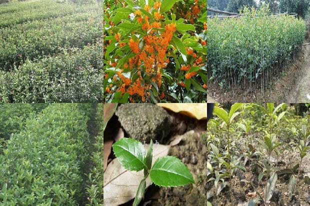 桂花树什么土好