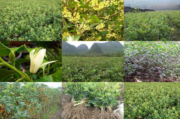 桂花树培植方法1673570898595