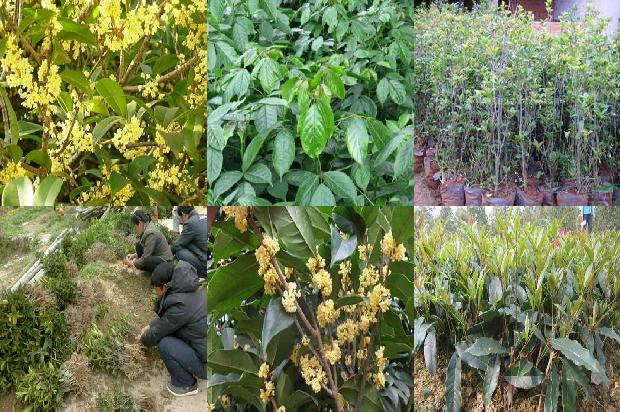 新鲜的桂花能不能泡茶喝1689035050688