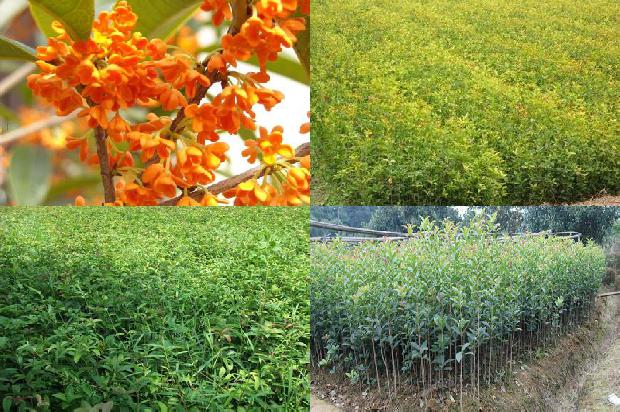 单杆桂花和多杆桂花哪个好养1690159018240