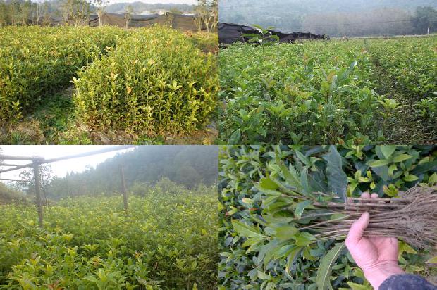 桂花茶能降火吗1689467807071