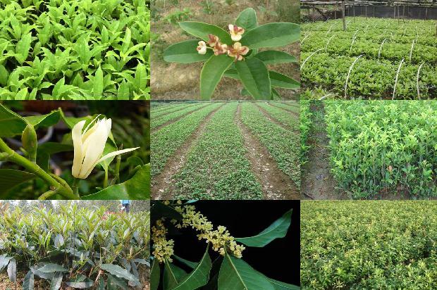 桂花泡茶可以去火吗1689467811779