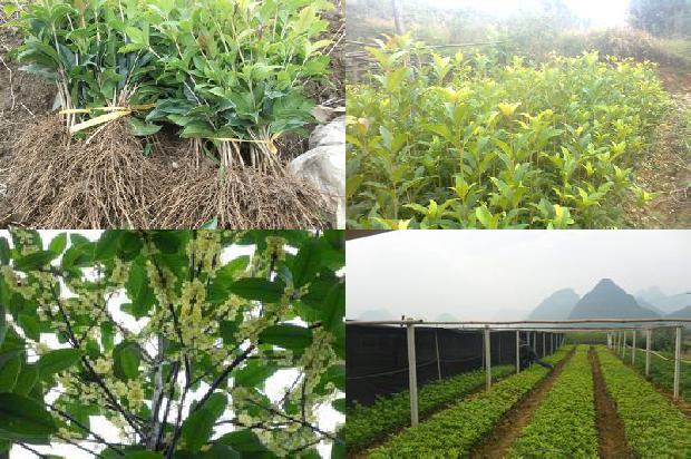 桂花树怎么区分金桂和银桂1690763564921