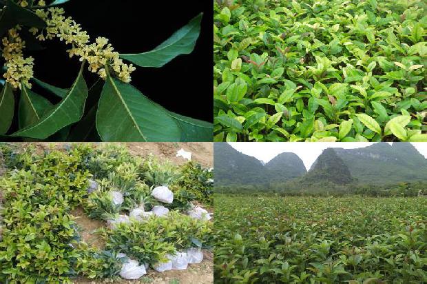 桂花树的季节1673688749184