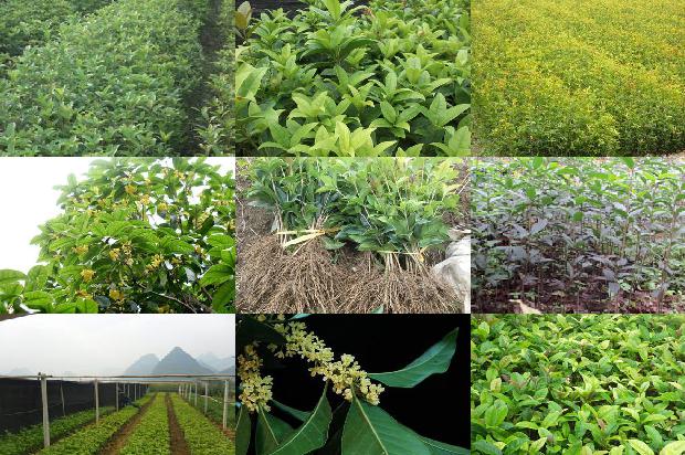桂花树用剪枝吗1673772563296
