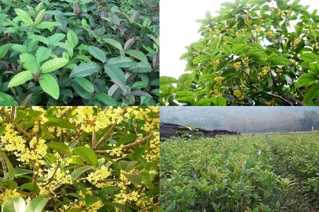桂花树在北方怎么过冬1673772678059