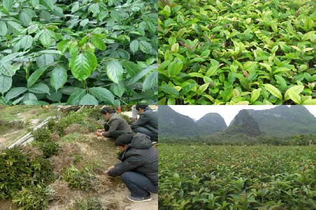 桂花树能在室内养吗1673772856300